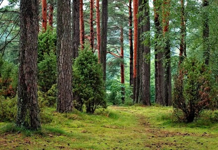 Informācija par militārās vadības vingrinājumiem Pārgaujas novada teritorij