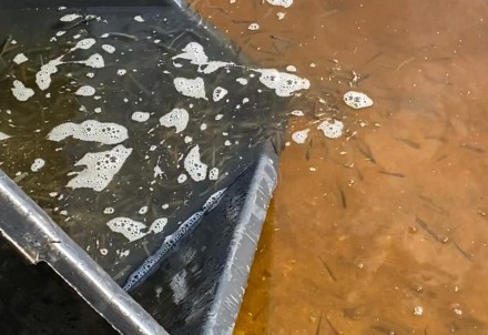 Tiek papildināti zivju resursi Raiskuma ezerā