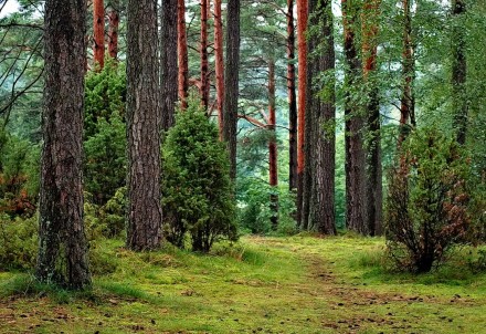 Informācija par militārajiem vingrinājumiem Pārgaujas novada teritorijā