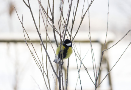 Nedēļas nogales pasākumi Cēsu novadā 21.11. – 23.11.