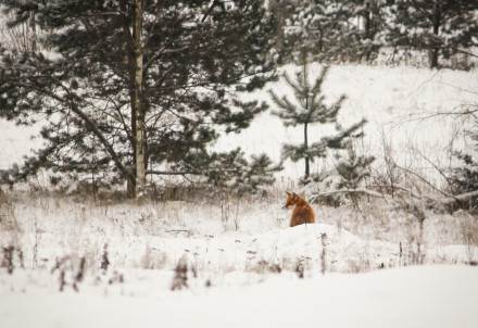 Nedēļas nogales pasākumi Cēsu novadā 16.01.–18.01.